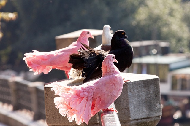 却也正是自 却也正是自